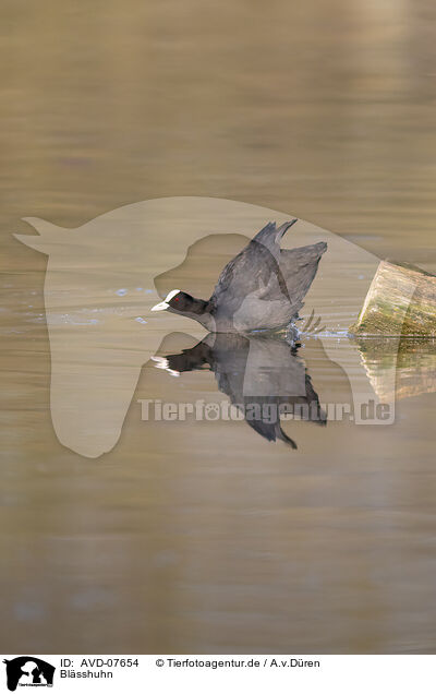 Blsshuhn / black coot / AVD-07654