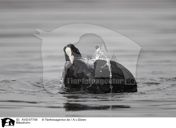 Blsshuhn / black coot / AVD-07708