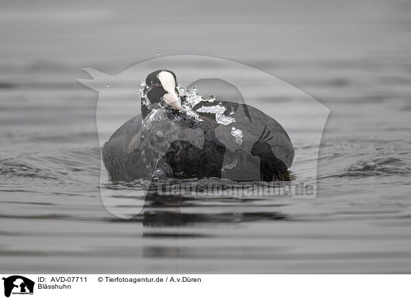 Blsshuhn / black coot / AVD-07711