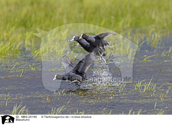 Blsshuhn / Eurasian black coot / MBS-26166