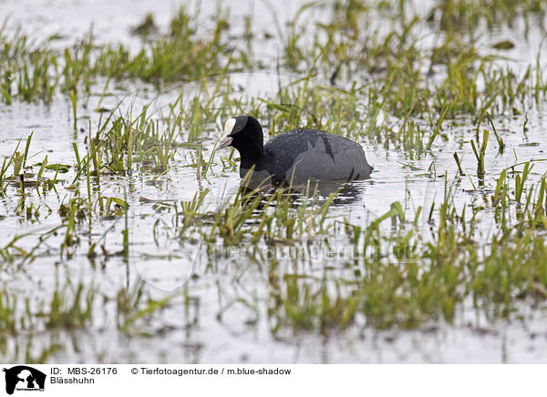 Blsshuhn / Eurasian black coot / MBS-26176