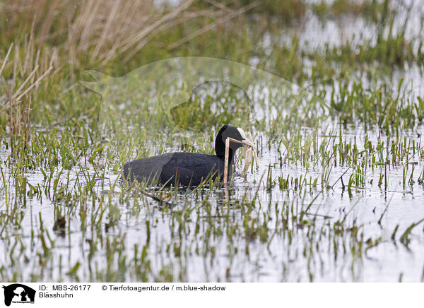 Blsshuhn / Eurasian black coot / MBS-26177