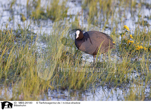 Blsshuhn / Eurasian black coot / MBS-26180