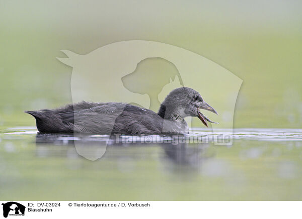 Blsshuhn / Eurasian black coot / DV-03924