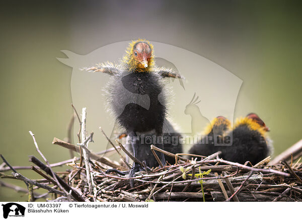 Blsshuhn Kken / Coot chick / UM-03397