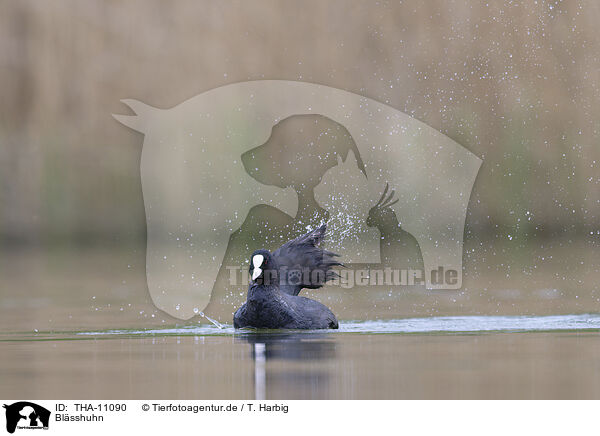 Blsshuhn / black coot / THA-11090