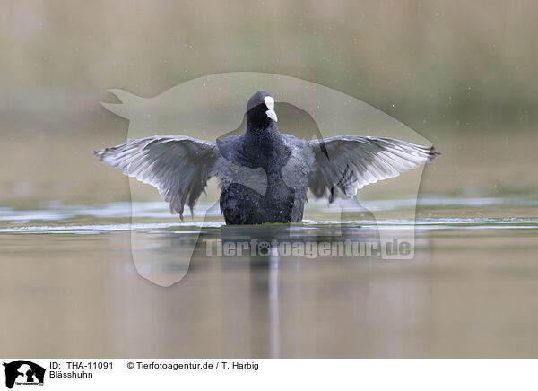 Blsshuhn / black coot / THA-11091