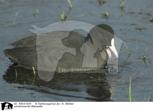schwimmende Blssralle / swimming black coot / AW-01004