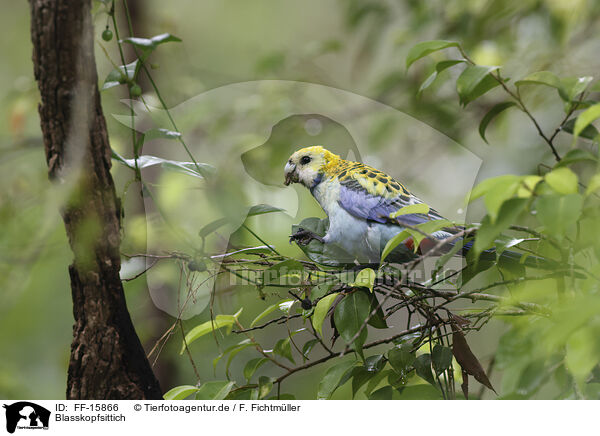 Blasskopfsittich / FF-15866