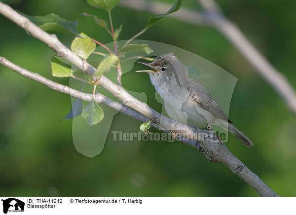 Blasssptter / eastern olivaceous warbler / THA-11212