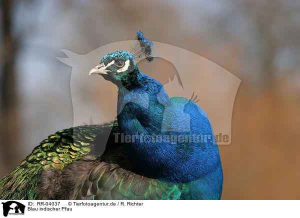 Blau indischer Pfau / Common Peafowl / RR-04037