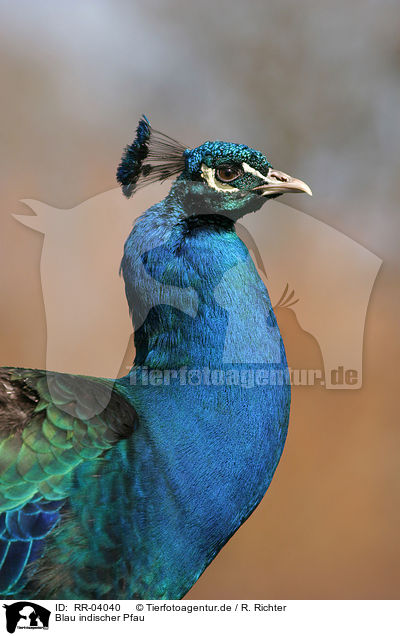 Blau indischer Pfau / Common Peafowl / RR-04040