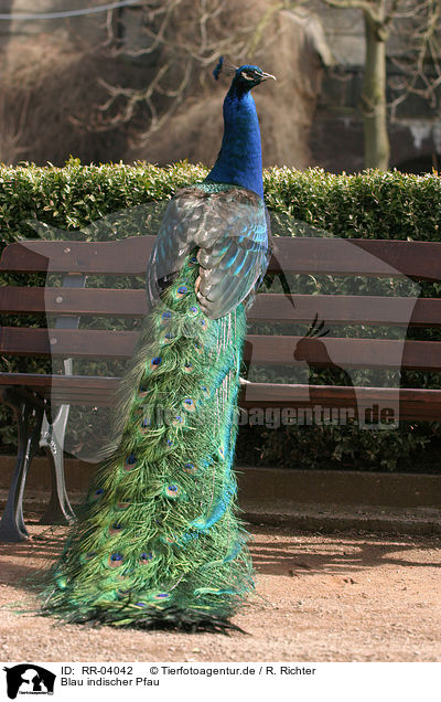 Blau indischer Pfau / Common Peafowl / RR-04042