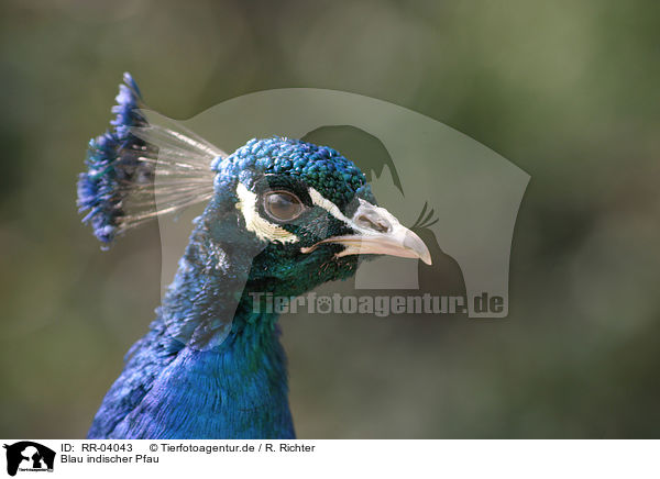 Blau indischer Pfau / Common Peafowl / RR-04043