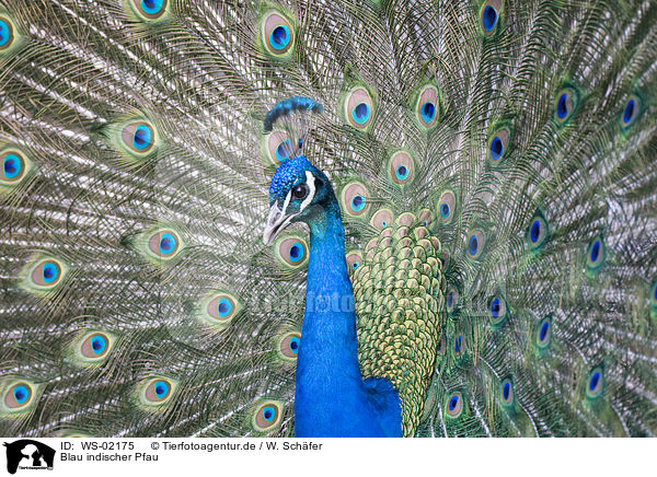 Blau indischer Pfau / peacock / WS-02175