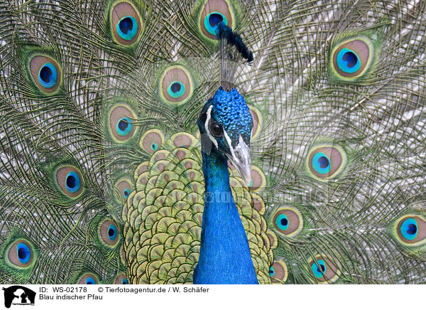 Blau indischer Pfau / peacock / WS-02178