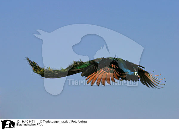 Blau indischer Pfau / blue peafowl / HJ-03471