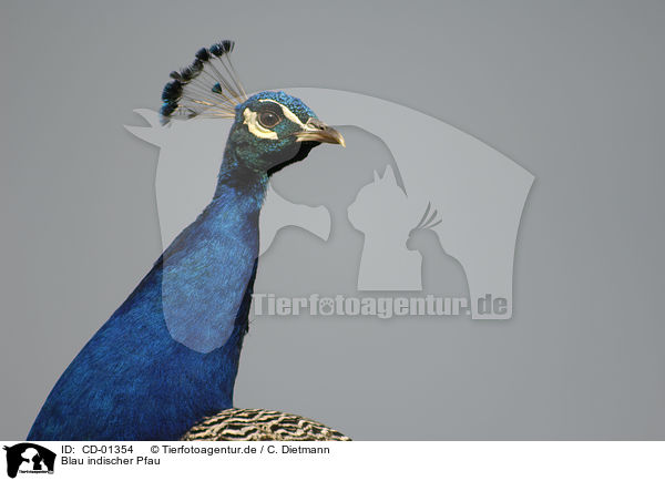 Blau indischer Pfau / CD-01354