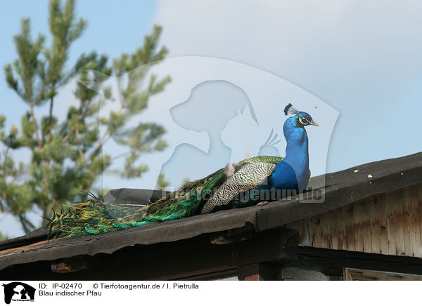 Blau indischer Pfau / IP-02470