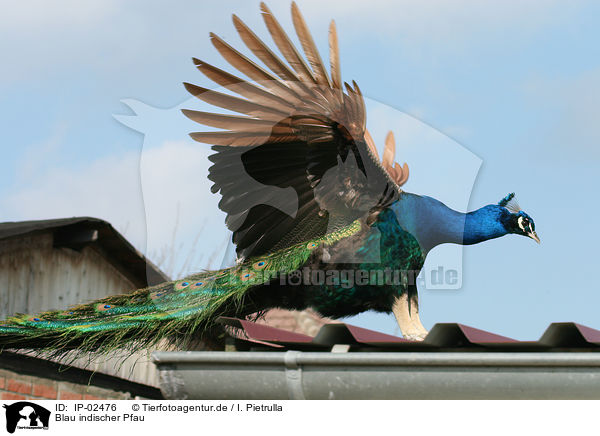Blau indischer Pfau / peafowl / IP-02476