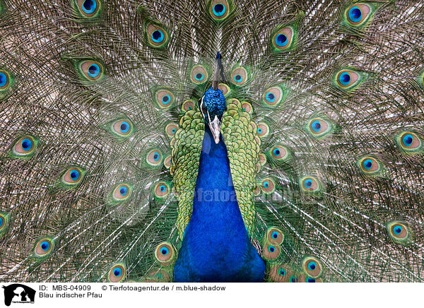 Blau indischer Pfau / peacock / MBS-04909