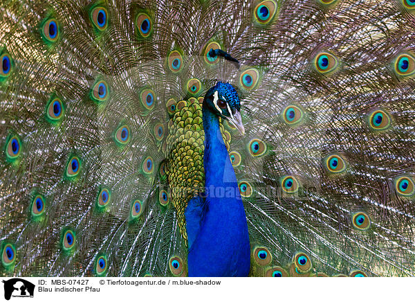 Blau indischer Pfau / blue peafowl / MBS-07427