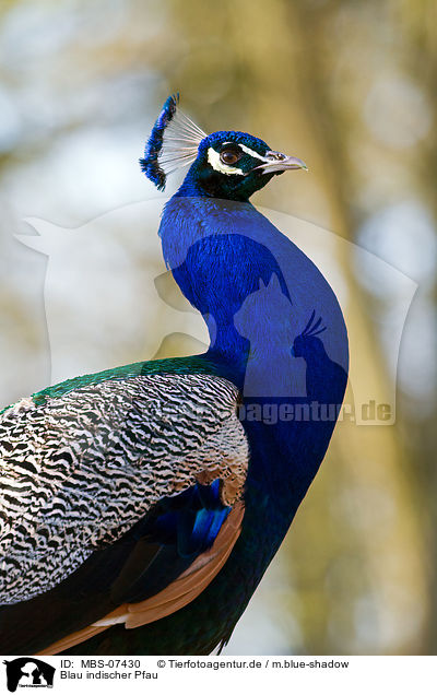 Blau indischer Pfau / blue peafowl / MBS-07430