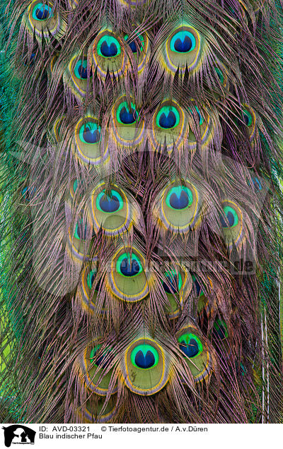 Blau indischer Pfau / blue peacock / AVD-03321
