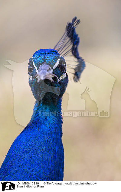 Blau indischer Pfau / Indian Peafowl / MBS-16310