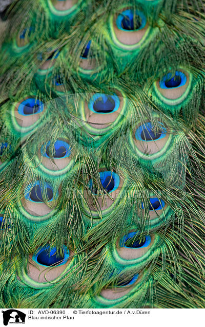 Blau indischer Pfau / Indian Peafowl / AVD-06390