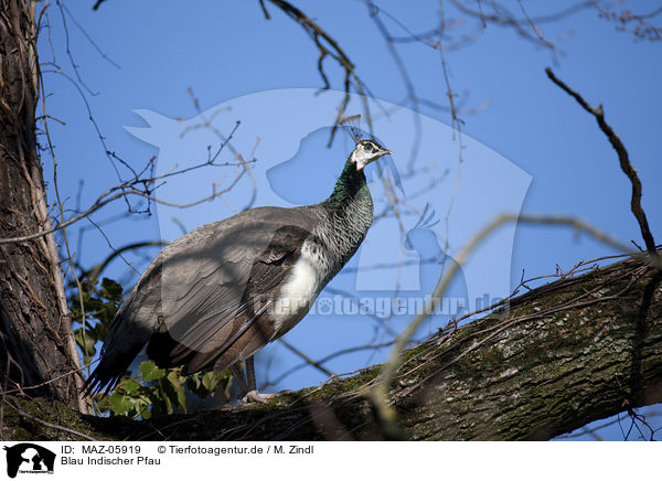 Blau Indischer Pfau / Indian Peafowl / MAZ-05919