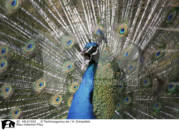 Blau indischer Pfau / peafowl / HS-01002