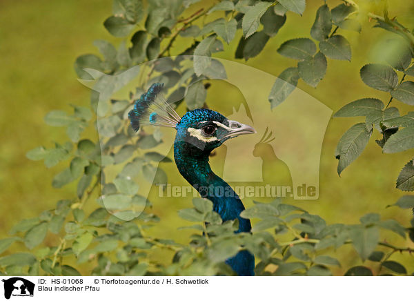Blau indischer Pfau / peafowl / HS-01068
