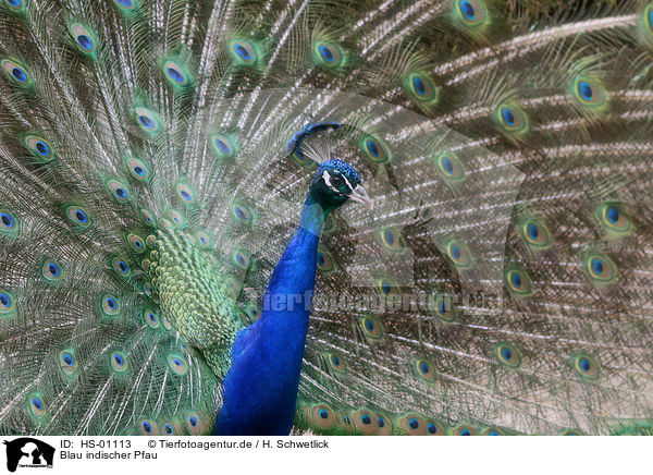Blau indischer Pfau / peafowl / HS-01113