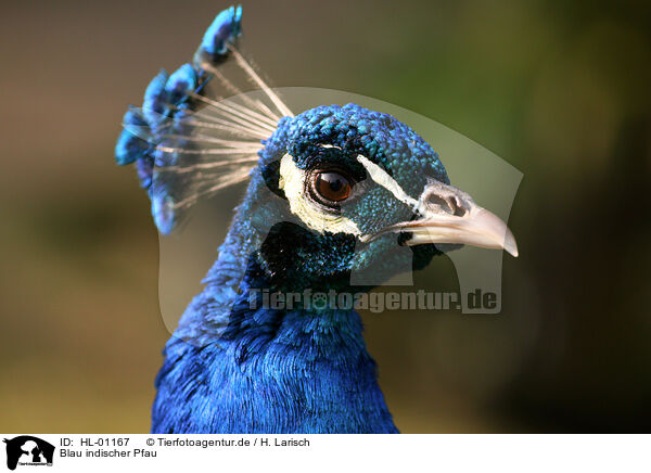 Blau indischer Pfau / Indian Peafowl / HL-01167