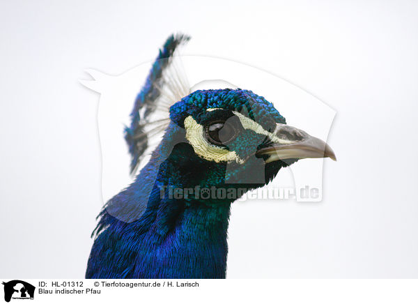Blau indischer Pfau / Indian Peafowl / HL-01312
