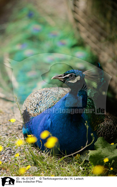 Blau indischer Pfau / Indian Peafowl / HL-01347