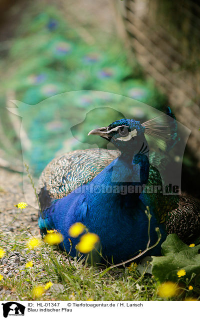 Blau indischer Pfau / HL-01347