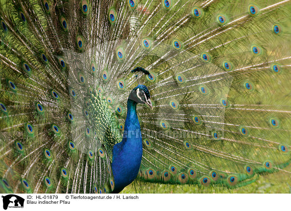 Blau indischer Pfau / HL-01879