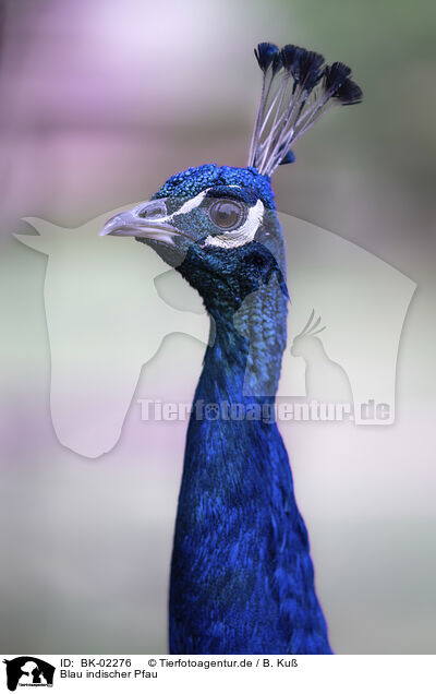 Blau indischer Pfau / Indian Peafowl / BK-02276