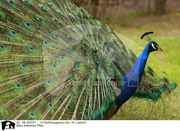 Blau indischer Pfau / Indian Peafowl / HL-03751