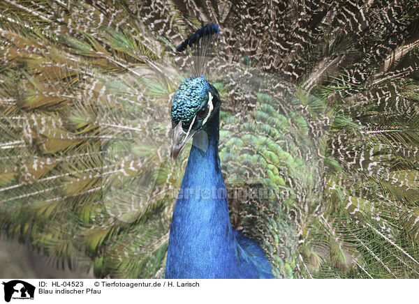 Blau indischer Pfau / peafowl / HL-04523