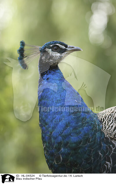 Blau indischer Pfau / peafowl / HL-04524