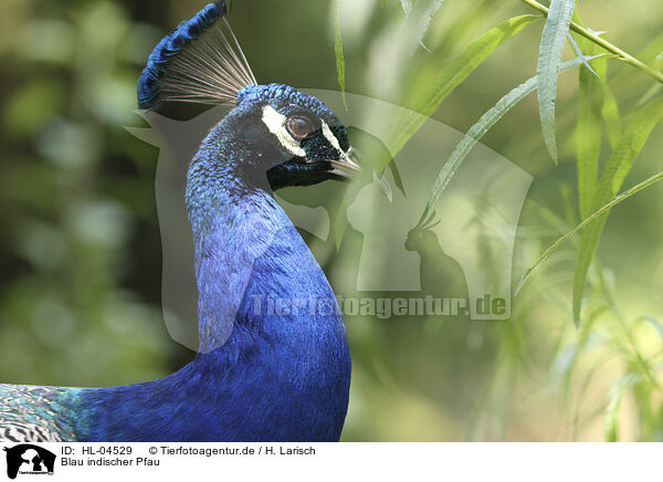 Blau indischer Pfau / peafowl / HL-04529