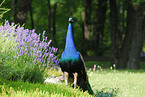 Blau indischer Pfau