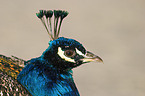 Blau indischer Pfau