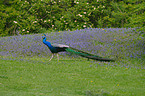 Blau indischer Pfau