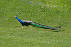 Blau indischer Pfau