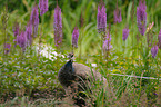 Blau indischer Pfau