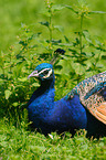 Blau indischer Pfau